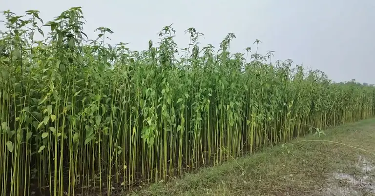 জামালপুরে পাট চাষ